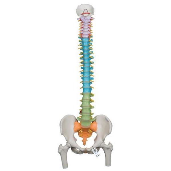 3B Scientific Didactic Flexible Spine with - w/ 3B Smart Anatomy 1000129